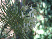 Thelypodium integrifolium ssp. affine