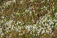 Viola alba ssp. scotophylla