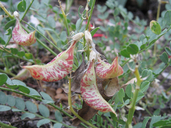 Astragalus beckwithii var. purpureus