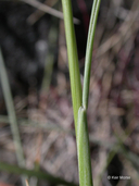 Festuca idahoensis
