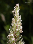 Phalaris arundinacea