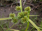 Cyperus eragrostis