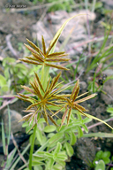 Cyperus strigosus