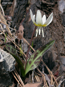 Photo of Erythronium citrinum var. citrinum