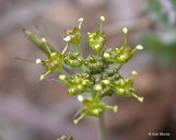 Lomatium howellii