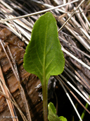 Viola primulifolia ssp. occidentalis