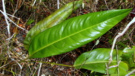 Anthurium longipes