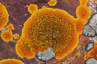 Rock Jewel Lichen