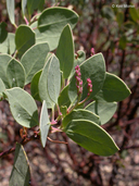 Arctostaphylos viscida ssp. viscida