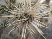 Opuntia echinocarpa
