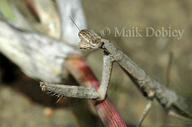 Naivasha Grass Mantis