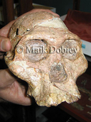Australopithecus africanus