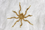 Tanystylum californicum