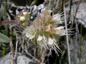 Phacelia hastata ssp. compacta