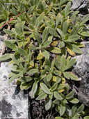 Phacelia hastata ssp. compacta