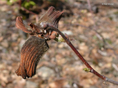 Corylus cornuta var. californica