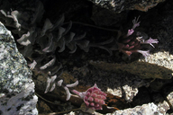 Monardella australis ssp. cinerea