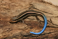 Plestiodon skiltonianus
