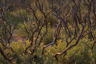 Arctostaphylos glauca