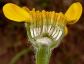 Eriophyllum lanatum var. arachnoideum