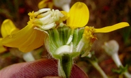 Eriophyllum lanatum var. arachnoideum