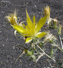 Mentzelia laevicaulis