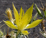 Mentzelia laevicaulis