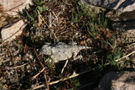 Phrynosoma platyrhinos