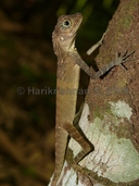 Bay Island Forest-lizard