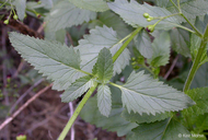 Scrophularia californica