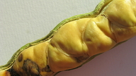 Adenocalymma coriaceum