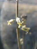 Long Beaked Twist Flower