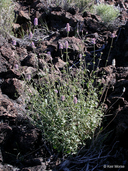 Small-leaved Giant Hyssop