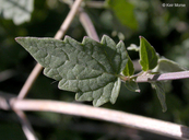 Agastache parvifolia