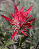 Castilleja applegatei ssp. pinetorum