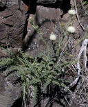 Cirsium cymosum