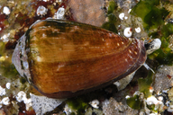 Conus californicus