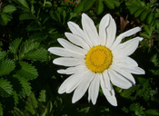 Max Chrysanthemum