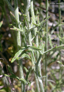 Eriophyllum lanatum var. achilleoides
