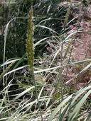 Elymus cinereus