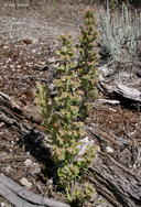 Variable-leaf Scorpion-weed