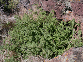 Phacelia ramosissima