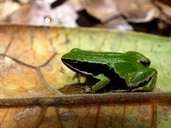 Mantella crocea