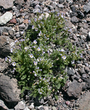 Polemonium pulcherrimum ssp. pulcherrimum
