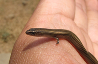 Lined Writhing Skink