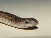 Russel's Kukri Snake