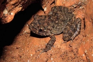 Eleutherodactylus symingtoni