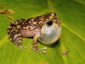 Eleutherodactylus bartonsmithi