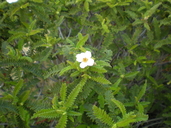 Chamaebatia australis