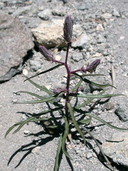 Stephanomeria lactucina